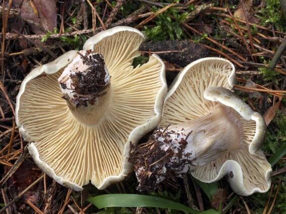 Tricholoma - čirůvka - myko.cz