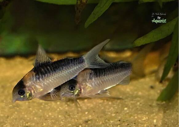 Corydoras burgessi - Ve stínu Burgesse: Tajemství pancéřníčků z Rio Negro