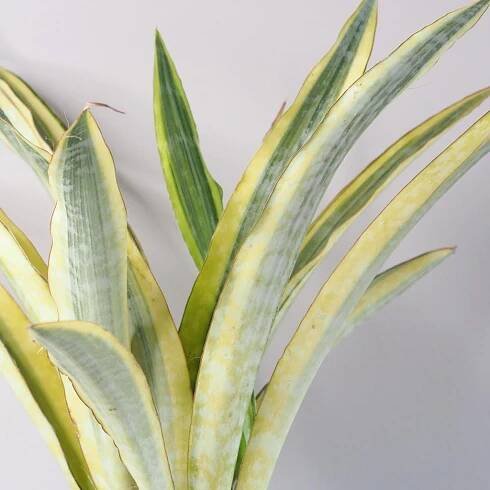 Sansevieria trifasciata ‘Lauren’ velká
