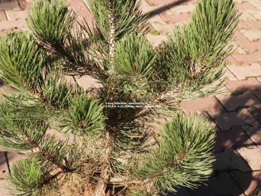 Borovica pancierová Satelit (Satelitt, Satelitte) | Pinus leucodermis (heldreichii) Satelit (Satelitt, Satelitte) - Záhradníctvo