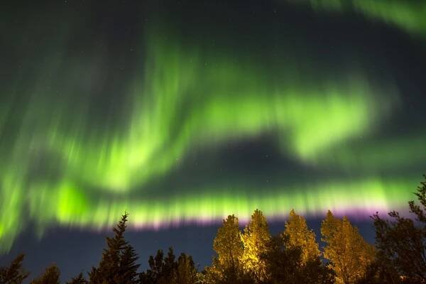 Auroras above the trees