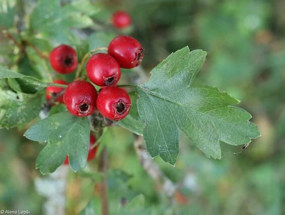 Crataegus monogyna – hloh jednosemenný