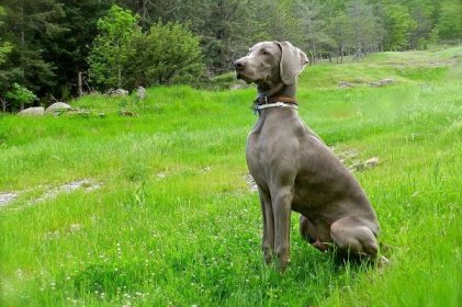 Výmarský ohař (47 fotografií): popis plemene, psi modré a černé barvy, dlouhosrstá a krátkosrstá štěňata, hodnocení majitele
