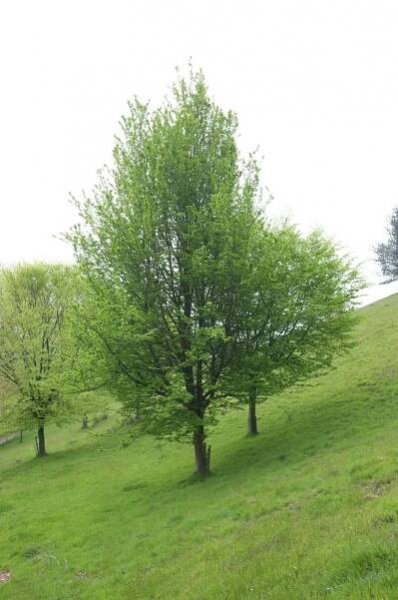 Carpinus betulus 'Frans Fontaine'