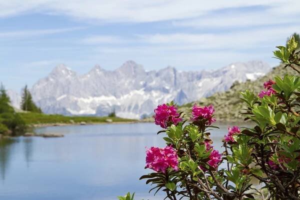 Spiegelsee auf der Reiteralm zur Almrauschblüte mit Blick aufs