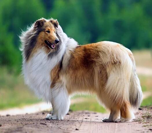 Langhaarcollie