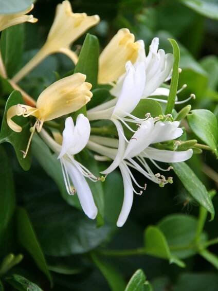 Honeysuckle moonlight plant in full bloom against a dark green garden background. 