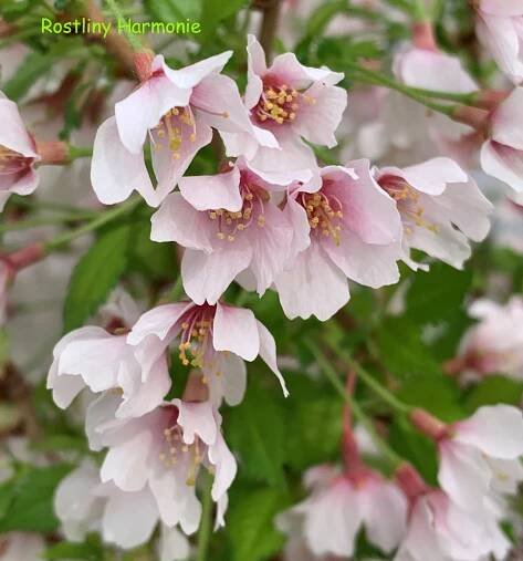 SAKURA třešeň 'KOJOU-NO-MAI' 20-30 cm