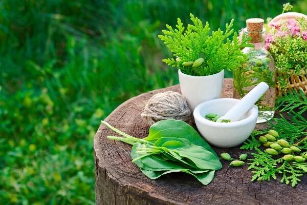 Láhev Thuja infuze, tinktura nebo ropy, Malty a jitrocele listy. Bylinná medicína. — Stock obrázek