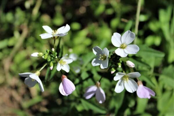 Steep Ravine – March – Marin = Hike