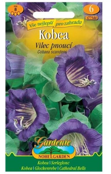 Gardenie Kobea - Vilec pnoucí, fialová