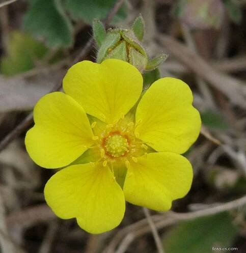 Mochna jarní (Potentilla verna)
