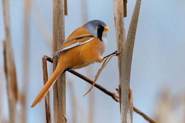 Sykorice vousata - Panurus biarmicus - Bearded Reedling o5688 | PHOTOTRIP.CZ