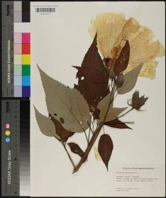 Hibiscus moscheutos - Species Page - APA: Alabama Plant Atlas 