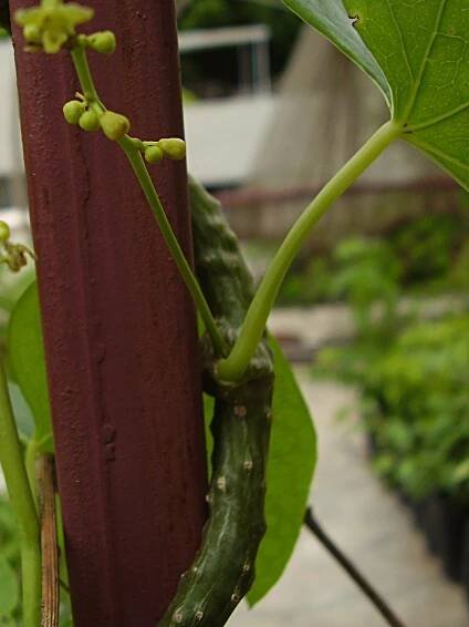 Tinospora cordifolia – eFlora of India
