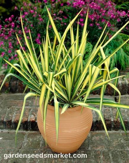 Juka vláknitá, Yucca filamentosa "Color Guard" - 1 kus – Garden Seeds Market | Doprava zdarma