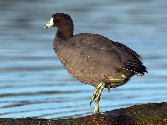  - American Coot (Red-shielded)