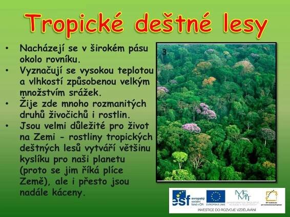 PPT - Tropický pás - rostliny PowerPoint Presentation, free download ...