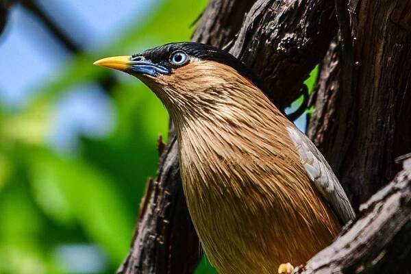 Bird List – CBC