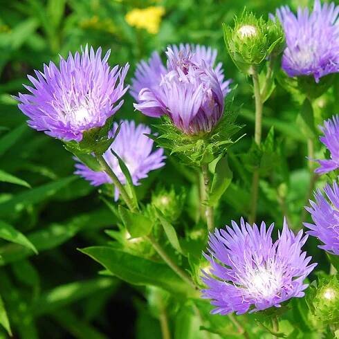 Stokesia laevis 'Peachie's Pick'