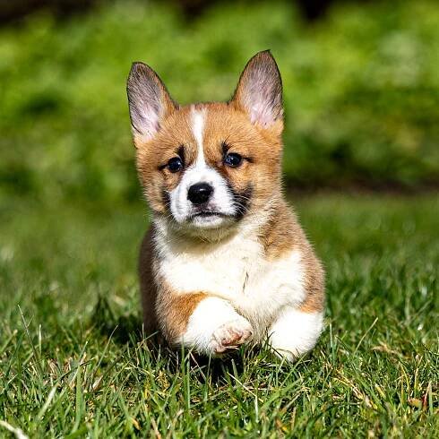 Knox - GoldStar Puppies