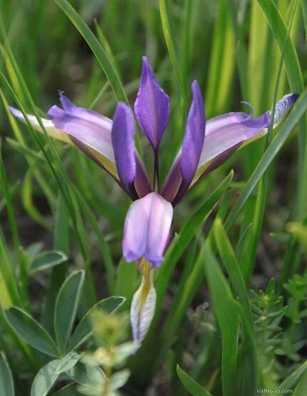 Kosatec trávovitý - Iris graminea
