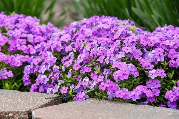 Everything to Know About Growing Phlox, According to a Pro