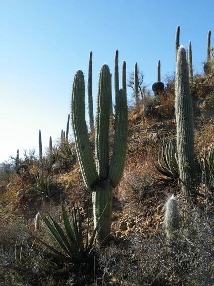 Cephalocereus macrocephalus