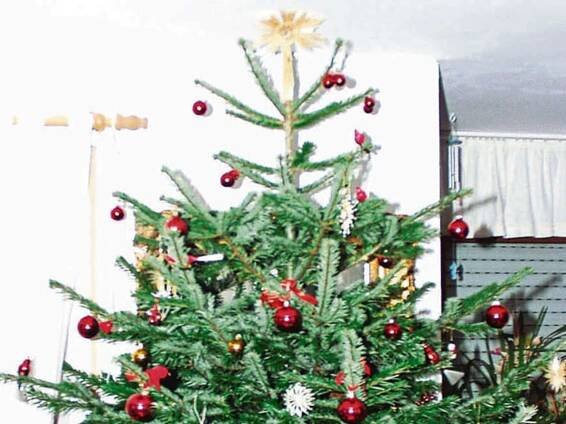 Junge Union sammelt wieder Christbäume ein