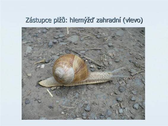 PPT - MĚKKÝŠI PowerPoint Presentation, free download - ID:3518606