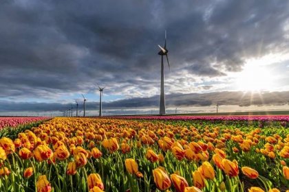 Kam za tulipány do Holandska 2024 | Cestovinky.cz
