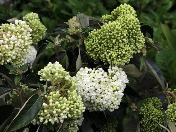 Viburnum 'Eskimo' 1