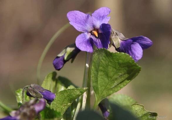 Violka vonná (Viola odorata)