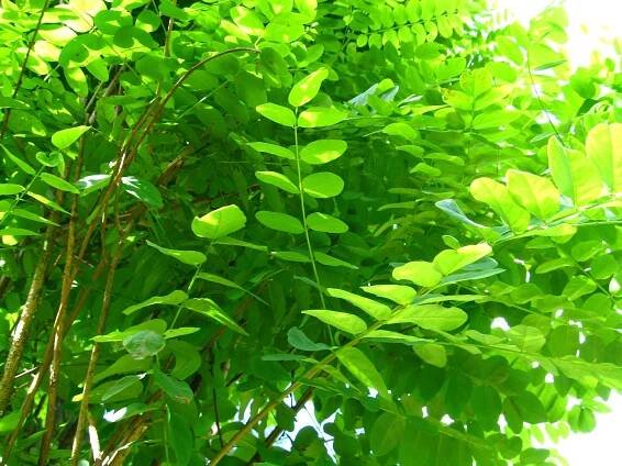 Soubor:Podlaskie - Suprasl - Kopna Gora - Arboretum - Robinia pseudoacacia 'Umbraculifera' - branch.JPG – Wikipedie