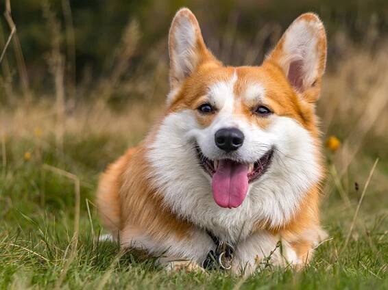 Airbnb customer shares anger after being charged extra for dog hair despite staying in pet-friendly home