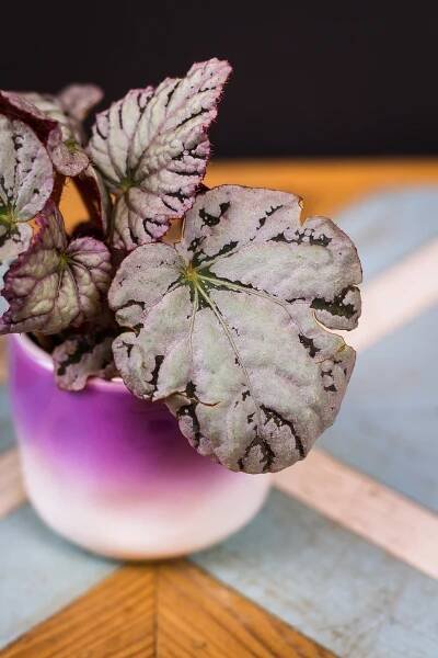 Begonia rex ‘Chayo‘ (malá) - Image 2