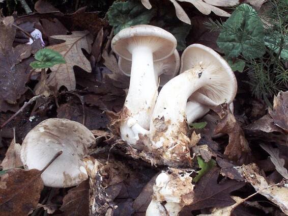 Clitocybe