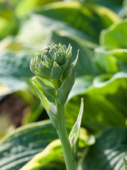 OBI Bohyška bílá/pestrá pr. květináče cca 13 cm Hosta nakoupit u OBI