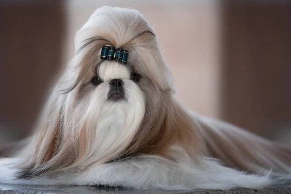 Charakteristika plemene Shih Tzu pro a proti: popis plemene psa s fotografiemi, typy střihů, cena, povaha, výživa