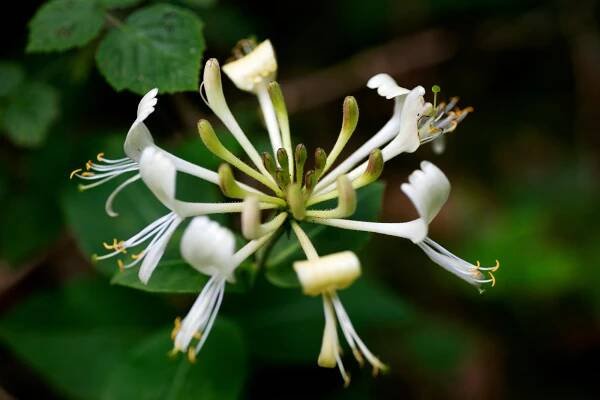 Japanese Honeysuckle