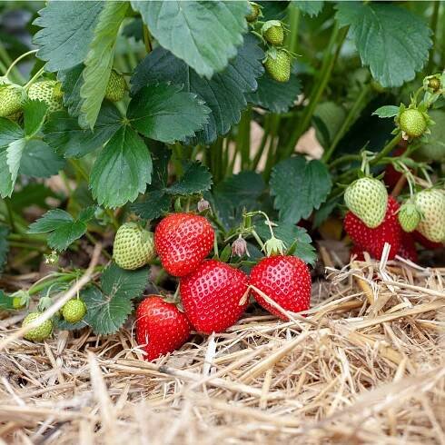 Are Organic Strawberry Plants Better?