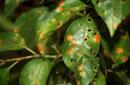 Hmyzí škůdci švestek: popisy, fotografie a způsoby, jak se s nimi vypořádat
