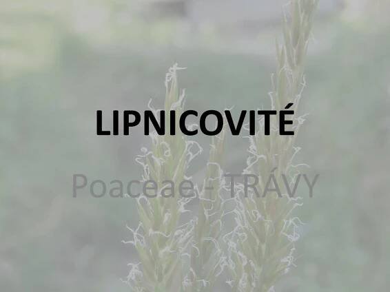 PPT - LIPNICOVITÉ PowerPoint Presentation, free download - ID:3171325
