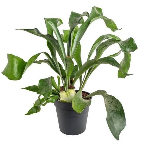 Parožnatka kapradina, Platycerium bifurcatum, skladem