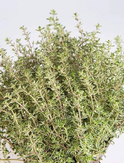 Tymián Silver Queen, Thymus Silver Queen, skladem | ZAZUMi.cz