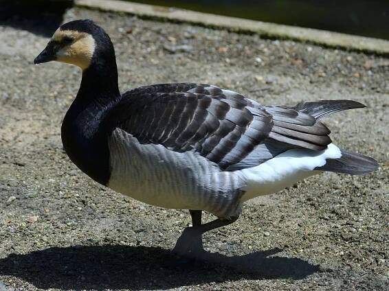 berneška bělolící / branta leucopsis