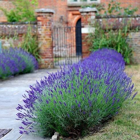 Lavandula angustifolia  'Hidcote'