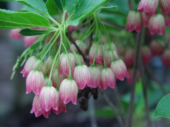 Enkianthus campanulatus