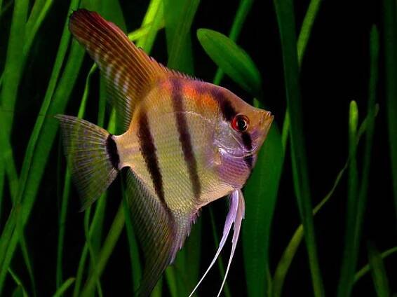 akvaristika