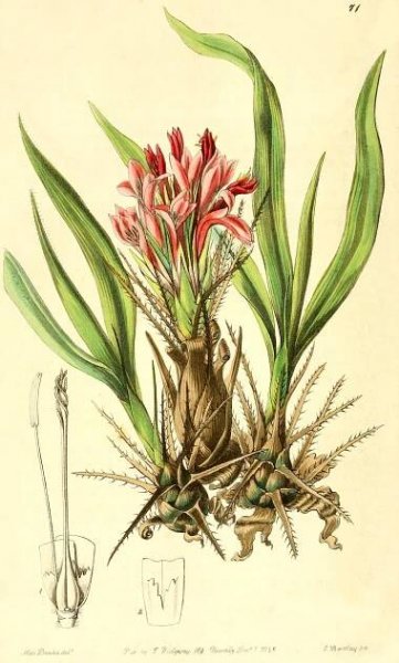 Angiosperm families - Bromeliaceae Juss. 